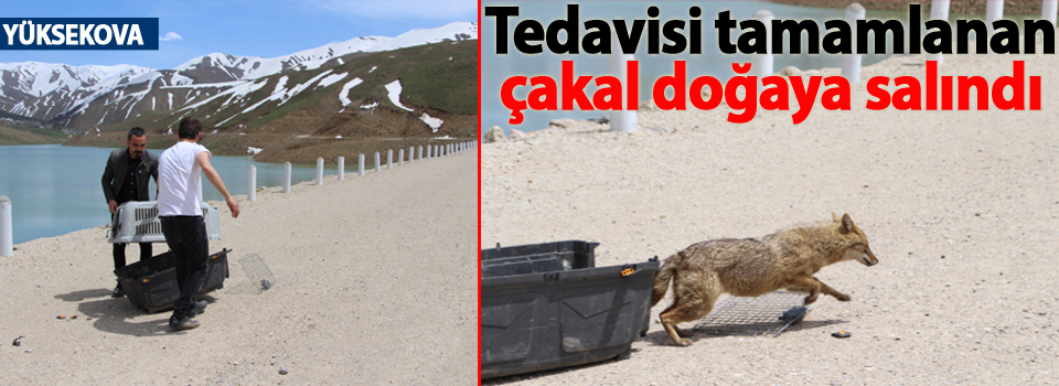 Yüksekova: Tedavisi tamamlanan çakal doğaya salındı