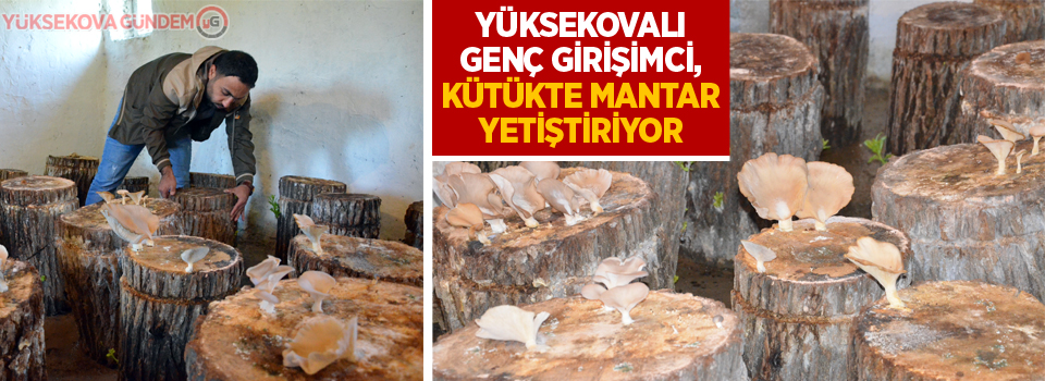 Yüksekovalı Genç girişimci, kütükte mantar yetiştiriyor