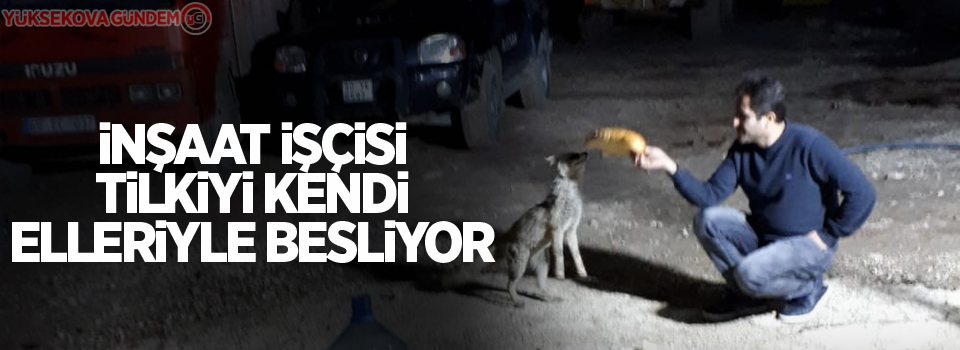 İnşaat işçisi tilkiyi kendi elleriyle besliyor