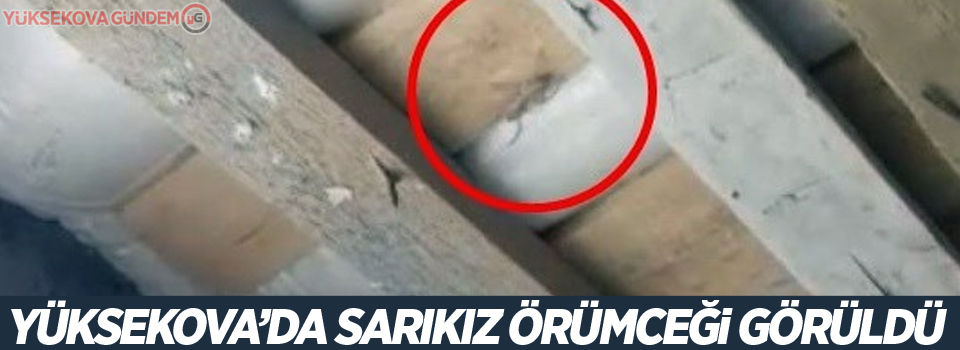 Yüksekova’da sarıkız örümceği görüldü