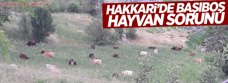 Hakkari’de başıboş hayvan sorunu