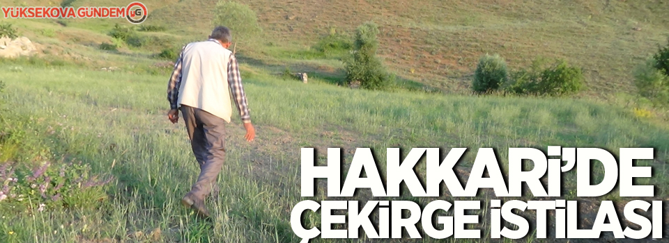 Hakkari’de çekirge istilası