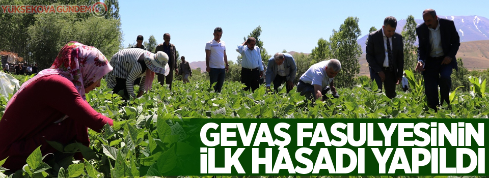 Gevaş fasulyesinin ilk hasadı yapıldı