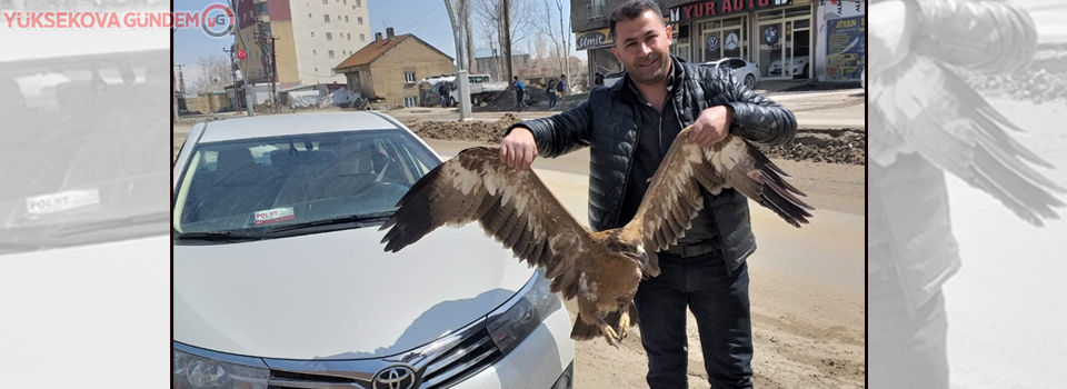 Yaralı bulunan bozkır kartalı tedavi altına alındı