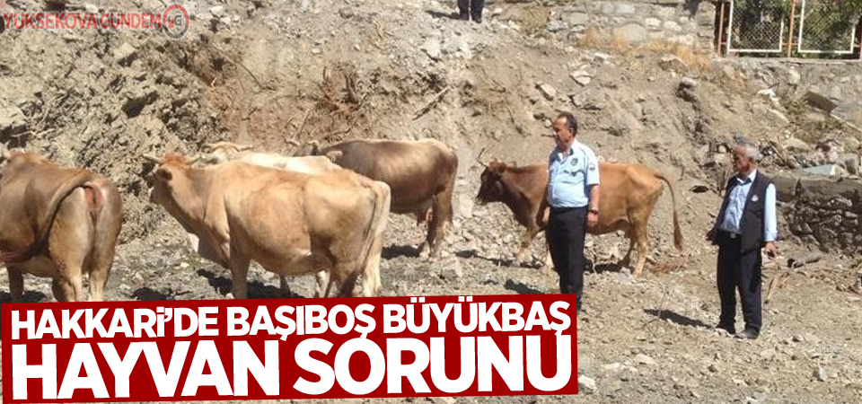 Hakkari’de başıboş büyükbaş hayvan sorunu