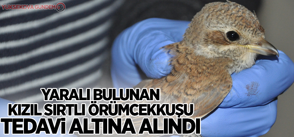 Yaralı bulunan kızıl sırtlı örümcekkuşu tedavi altına alındı