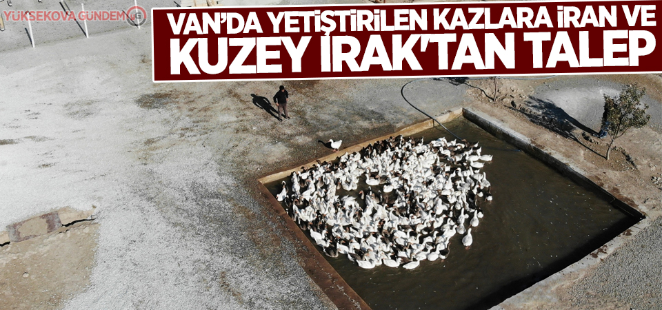 Van’da yetiştirilen kazlara İran ve Kuzey Irak'tan talep