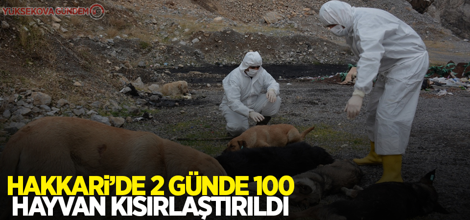 Hakkari’de 2 günde 100 hayvan kısırlaştırıldı