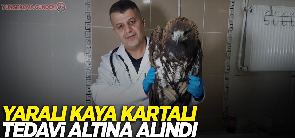 Yaralı kaya kartalı tedavi altına alındı