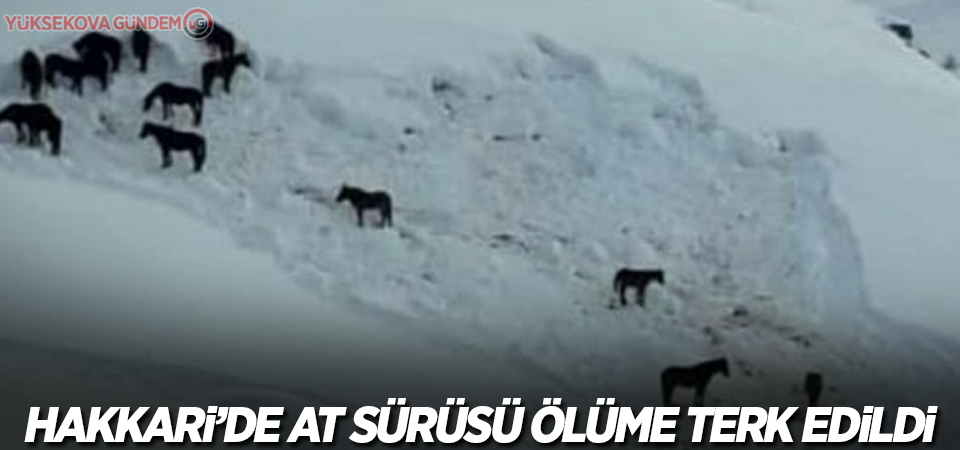 Hakkari’de at sürüsü ölüme terk edildi