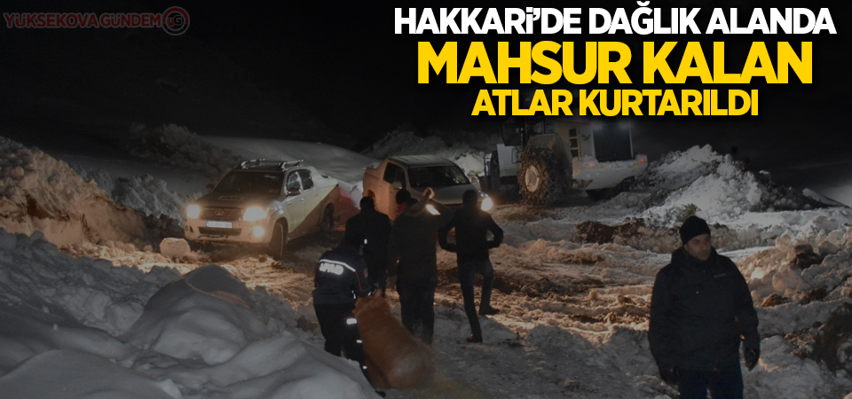 Hakkari’de dağlık alanda mahsur kalan atlar kurtarıldı