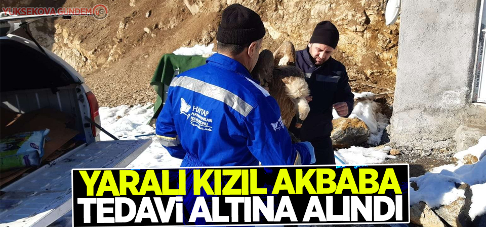 Yaralı kızıl akbaba tedavi altına alındı