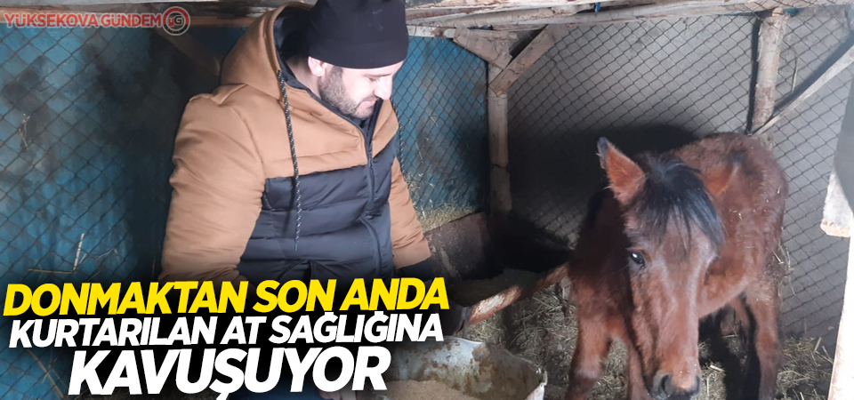 Donmaktan son anda kurtarılan at sağlığına kavuşuyor