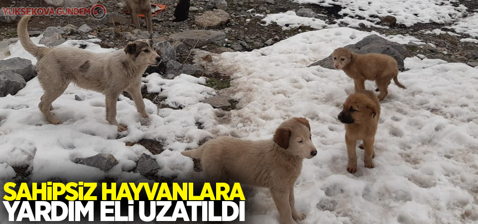 Sahipsiz hayvanlara yardım eli uzatıldı