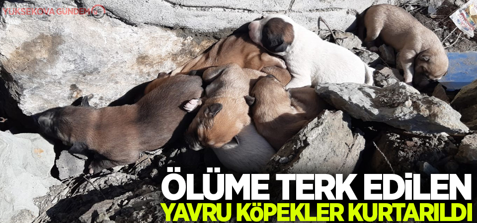 Ölüme terk edilen yavru köpekler kurtarıldı