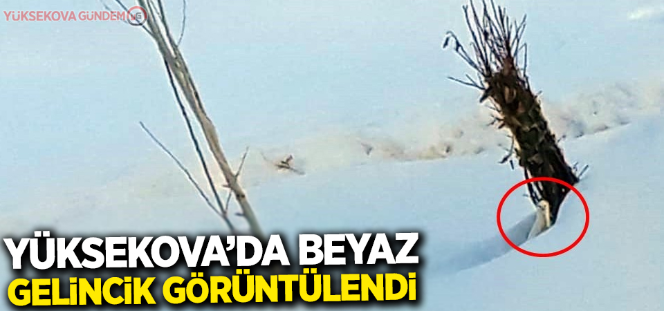 Yüksekova’da beyaz gelincik görüntülendi