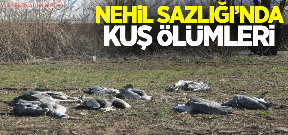 Nehil Sazlığı’nda kuş ölümleri