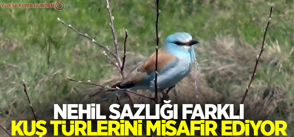 Nehil Sazlığı farklı kuş türlerini misafir ediyor