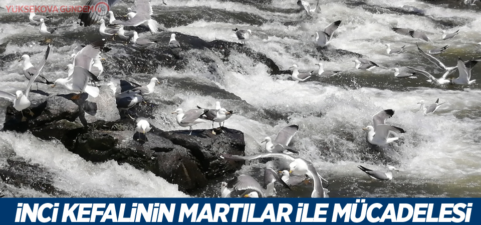 İnci kefalinin martılar ile mücadelesi