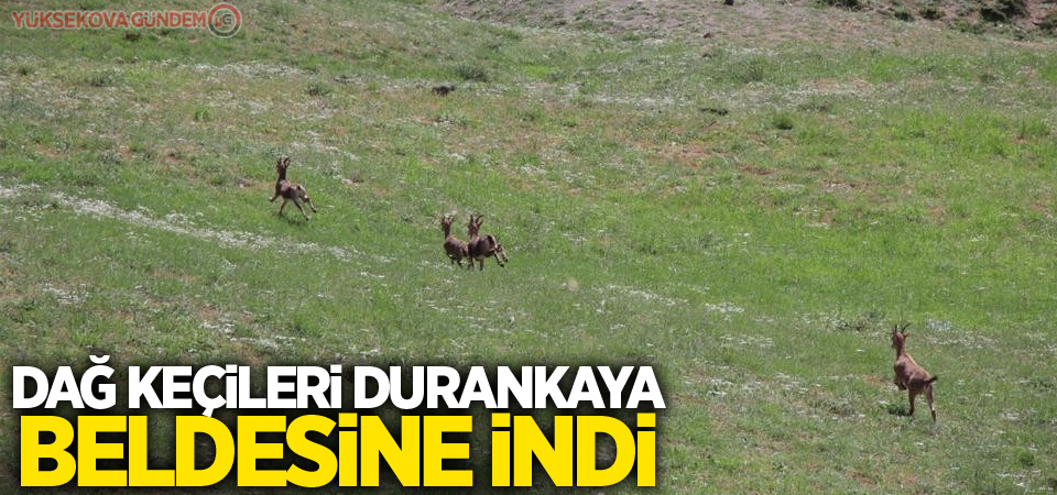 Dağ keçileri Durankaya beldesine indi