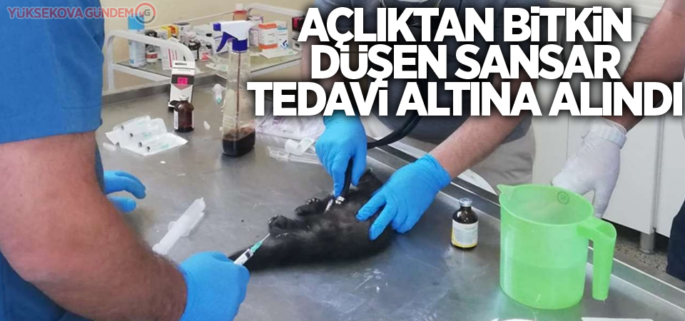 Açlıktan bitkin düşen Sansar tedavi altına alındı