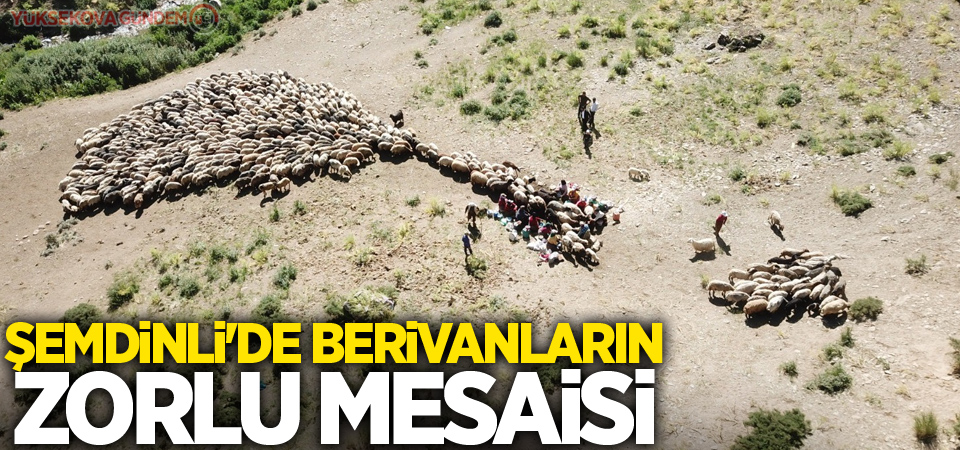 Şemdinli'de berivanların zorlu mesaisi