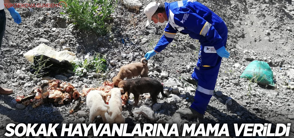 Sokak hayvanlarına mama verildi