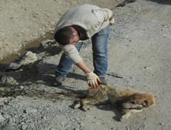 Köpek katliamı araştırılıyor