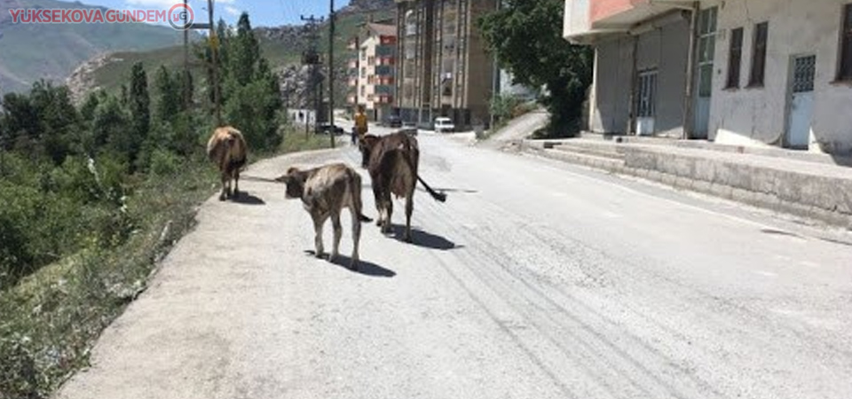 Başıboş bırakılan hayvanların sahiplerine idari ceza