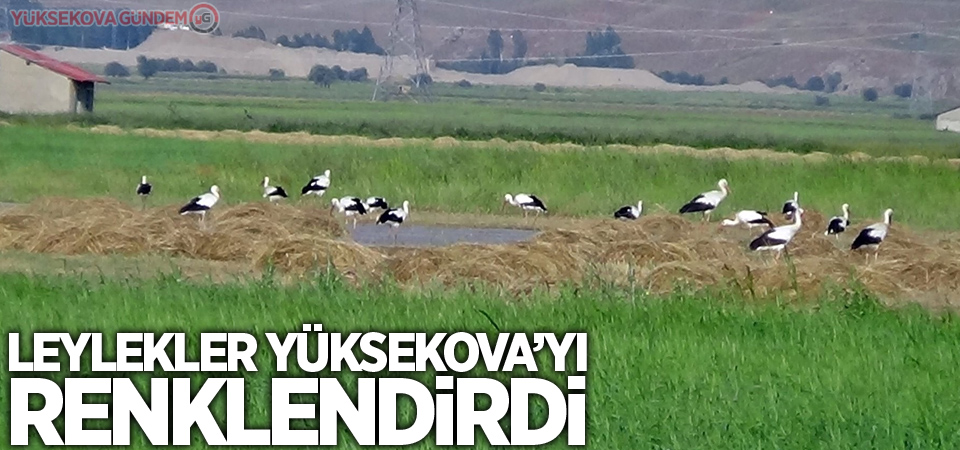 Leylekler Yüksekova'yı renklendirdi