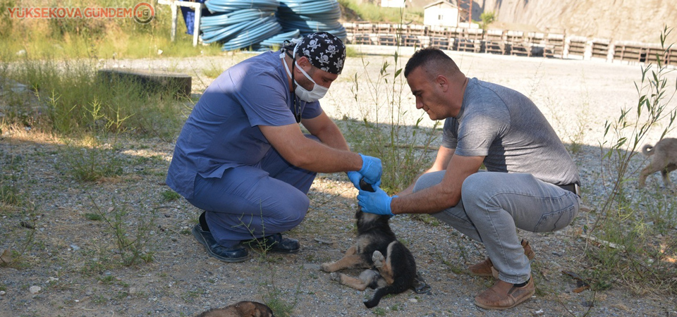 Hakkari’de sokak köpekleri sağlık taramasından geçirildi