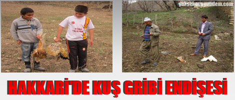 Hakkari'de kuş gribi endişesi