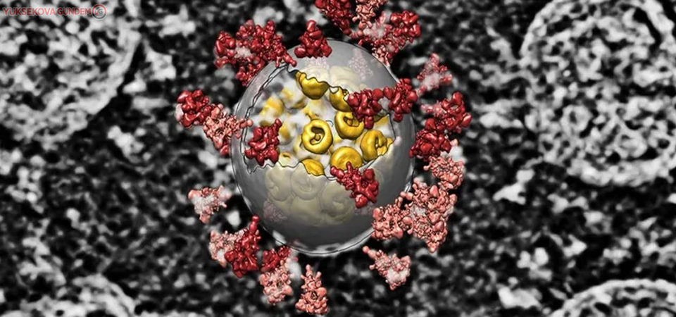 Mutasyon araştırması: Virüs daha bulaşıcı hale gelmedi