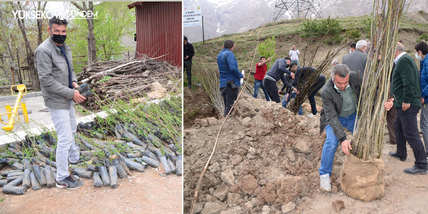 Hakkari’de 35 bin ceviz, badem ve çam fidanı dağıtıldı