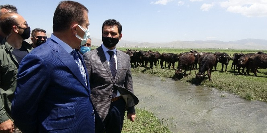 Yüksekova'da manda ve malak dağıtımı