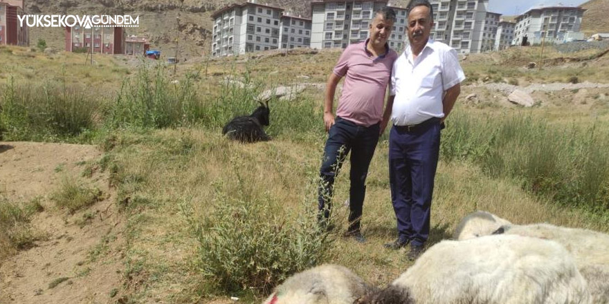 Hakkari’de kurban satış ve kesim yerleri belli oldu