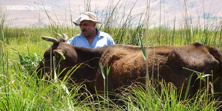 Bataklığa saplanan ineği itfaiye ekipleri kurtardı