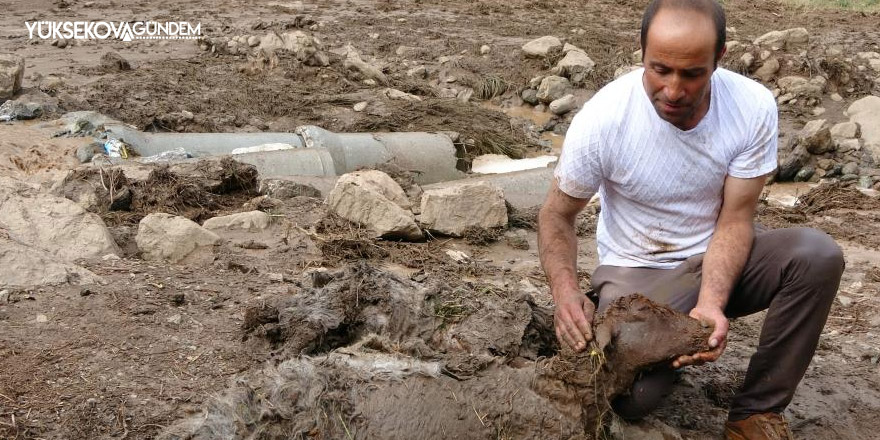 500 koyun sele kapıldı, telef oldu ve kayboldu