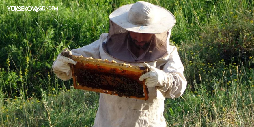 Arıcılık yapmaya başladı, 500 kilo bal elde etmeyi başardı