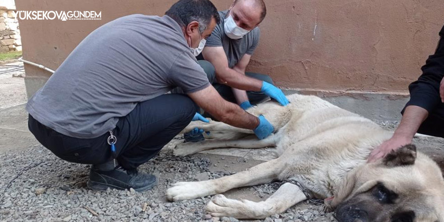 İnşaattan düşen köpeğin ayağı kırıldı