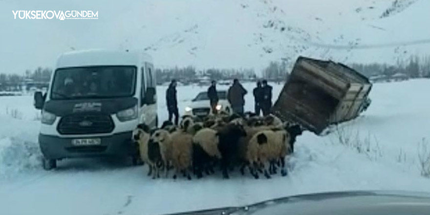 Yüksekova’da kamyonet kara saplandı, 50 koyunu vatandaşlar kurtardı