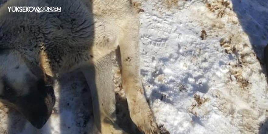 Kurdun yaraladığı köpek tedavi edildi