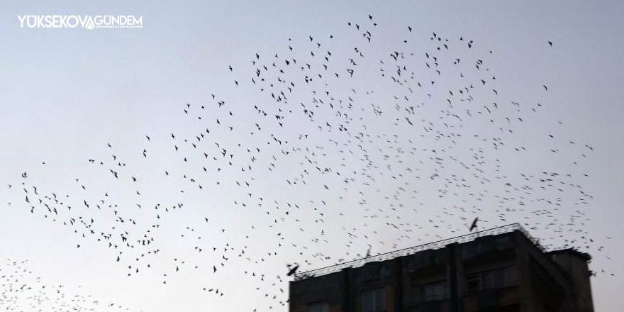 Sığırcık kuşlarının sürü halindeki dansı hayran bıraktı