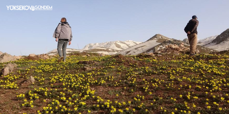 Yüksekova açan çiçeklerle sarıya büründü