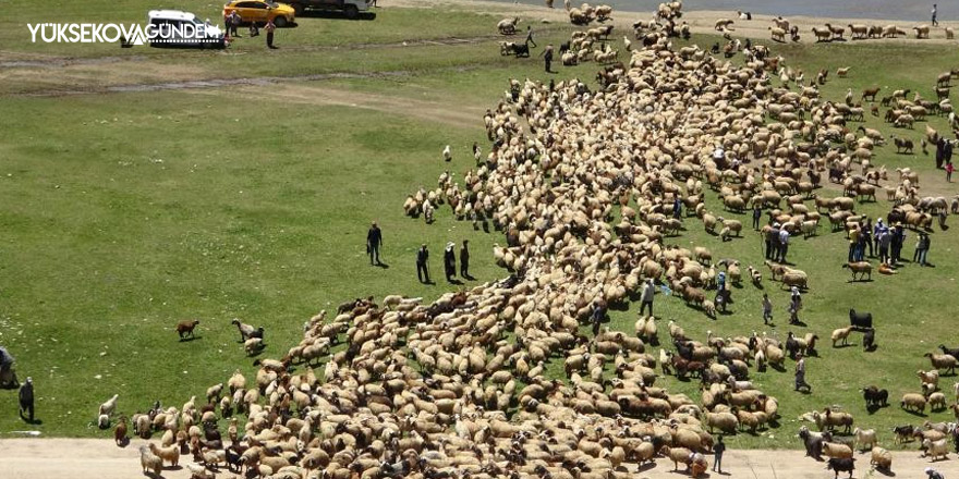 Anneleriyle buluşan kuzuların zorlu yayla yolculuğu başladı