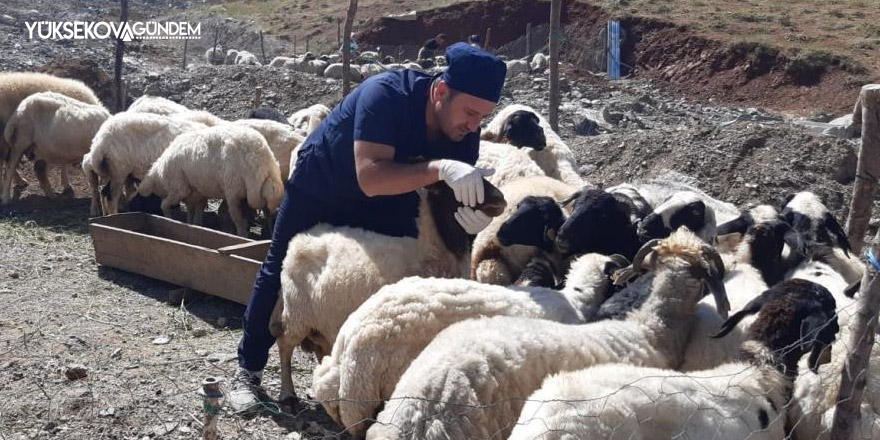 Hakkari'de kurbanlıklar sağlık taramasından geçirildi