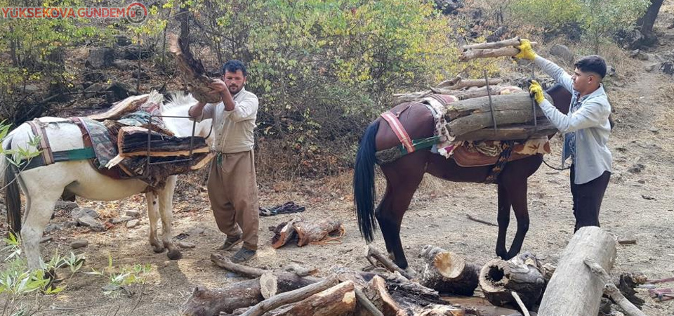 Derecik'te kışlık odun toplama telaşı