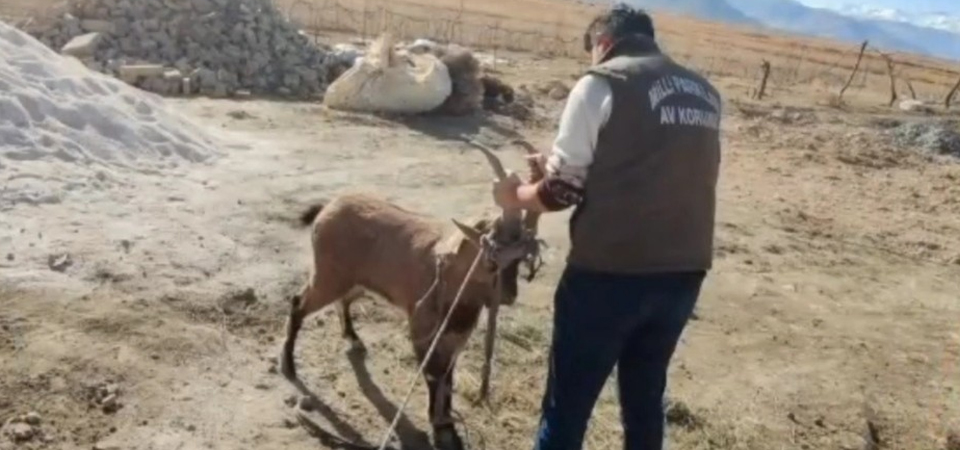 Dağ keçisi camı kırıp eve girdi