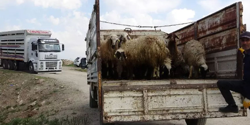 Yüksekova'da çiftçilere küçükbaş hayvan desteği