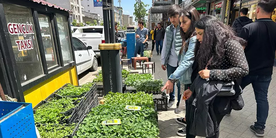 Yüksekova'da fide ve tohum satışları başladı